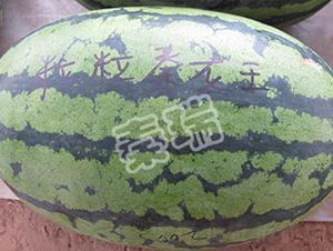 ����������-���ϷN��-����