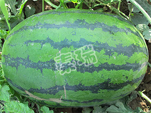 �ؿ���̖-���ϷN��-����