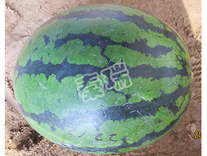 ��������-���ϷN��-����