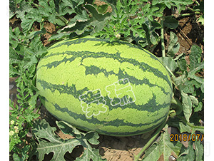 �t����̖-���ϷN��-����