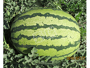 ɳĮ����-���ϷN��-����