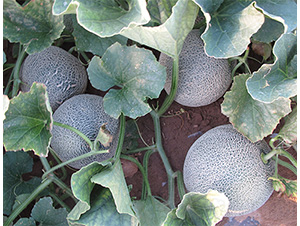 ���ی�-��ϷN��-����