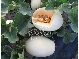 �������2̖-��ϷN��-����