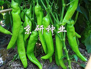 ����908-�����N��-���зN�I(y��)