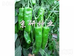 ����313-�����N��-���зN�I(y��)