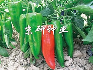 ����8̖-�����N��-���зN�I(y��)