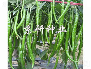 ����409-�����N��-���зN�I(y��)