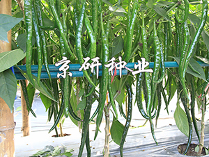 ����429-�����N��-���зN�I(y��)