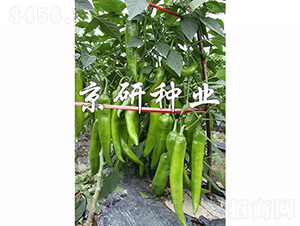 ����209-�����N��-���зN�I(y��)