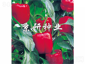 �t��2̖-�����N��-���зN�I(y��)