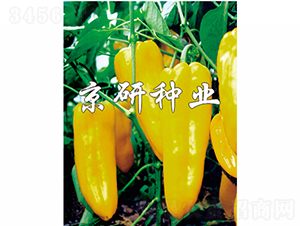 �S��-�����N��-���зN�I(y��)