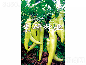 ����-�����N��-���зN�I(y��)