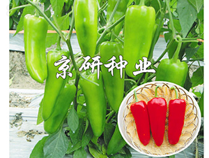 ����518-�����N��-���зN�I(y��)