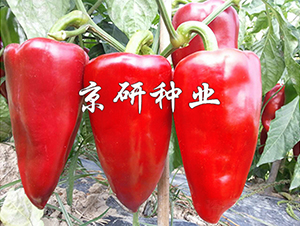 ���T5̖(h��o)-�����N��-���зN�I(y��)