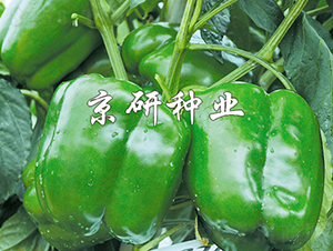 ����4̖(h��o)-�����N��-���зN�I(y��)