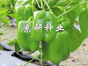 ����5̖(h��o)-�����N��-���зN�I(y��)