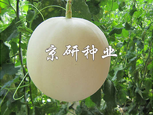 ��������-��ϷN��-���зN�I(y��)