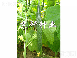 ����E31-�S�ϷN��-���зN�I(y��)