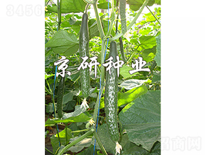 ����109-�S�ϷN��-���зN�I(y��)