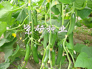 ��������13̖-�S�ϷN��-���зN�I(y��)