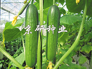 �G���`3̖(h��o)-�S�ϷN��-���зN�I(y��)