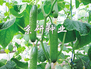 �G���`-�S�ϷN��-���зN�I(y��)