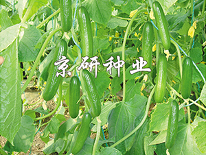 ��������6̖(h��o)-�S�ϷN��-���зN�I(y��)