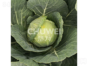 ���A��109-���{�N��-��������