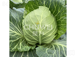 �G�_�_-���{�N��-��������