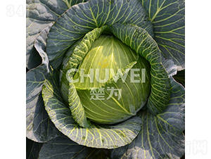 ����G-���{�N��-��������