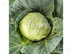 �G�M�@-���{�N��-��������