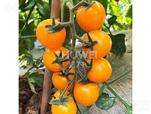 �Sؐ��-���ѷN��-��������