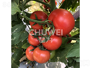 WR72-���ѷN��-��������