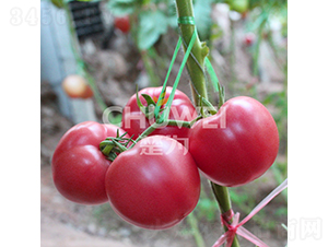 ���Z-���ѷN��-��������