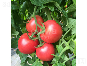 ����һ̖-���ѷN��-��������