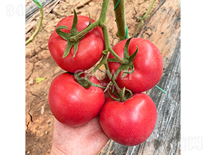 ����8S83-���ѷN��-��������