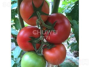 9PR56-���ѷN��-��������