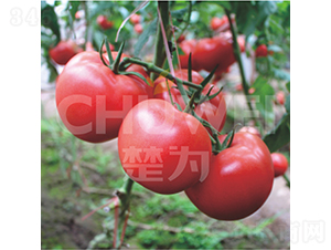 ����T618-���ѷN��-��������