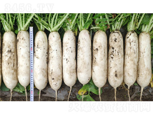 ������-�}���N��-�����N�I(y��)