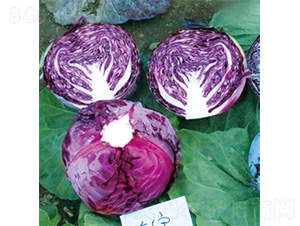 �����挚-���{�N��-�����N�I(y��)