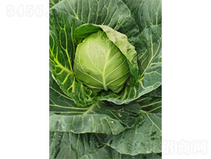 ���v2̖-���{�N��-�����N�I(y��)