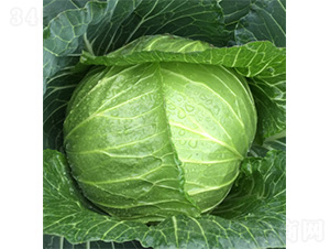 ��������-���{�N��-�����N�I(y��)