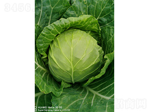 �����̾G-���{�N��-�����N�I(y��)