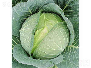 ��������-���{�N��-�����N�I(y��)