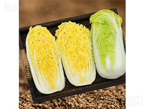 ����������-���޲˷N��-�����N�I(y��)