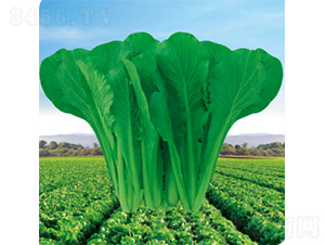 �G���_-��˷N��-�����N�I(y��)