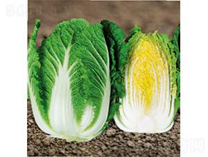 ����60-�ײ˷N��-�����N�I(y��)