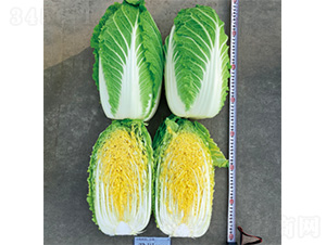 �����\�C-�ײ˷N��-�����N�I(y��)