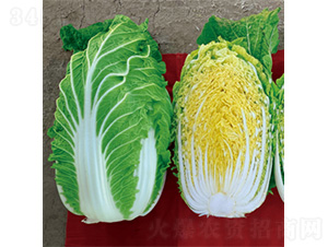 �����쌢-�ײ˷N��-�����N�I(y��)