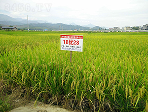 18��(y��u)28-ˮ���N��-���r�Ƽ�